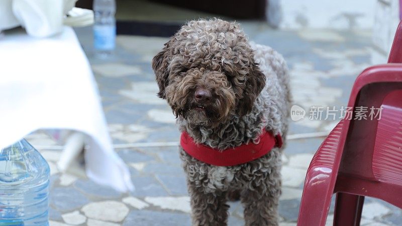 小狗雌性狗- Lagotto Romagnolo